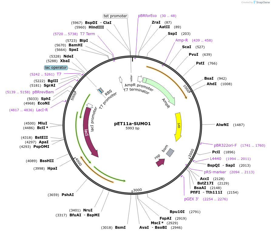 53138-plasmid-map-sequence-id-82747