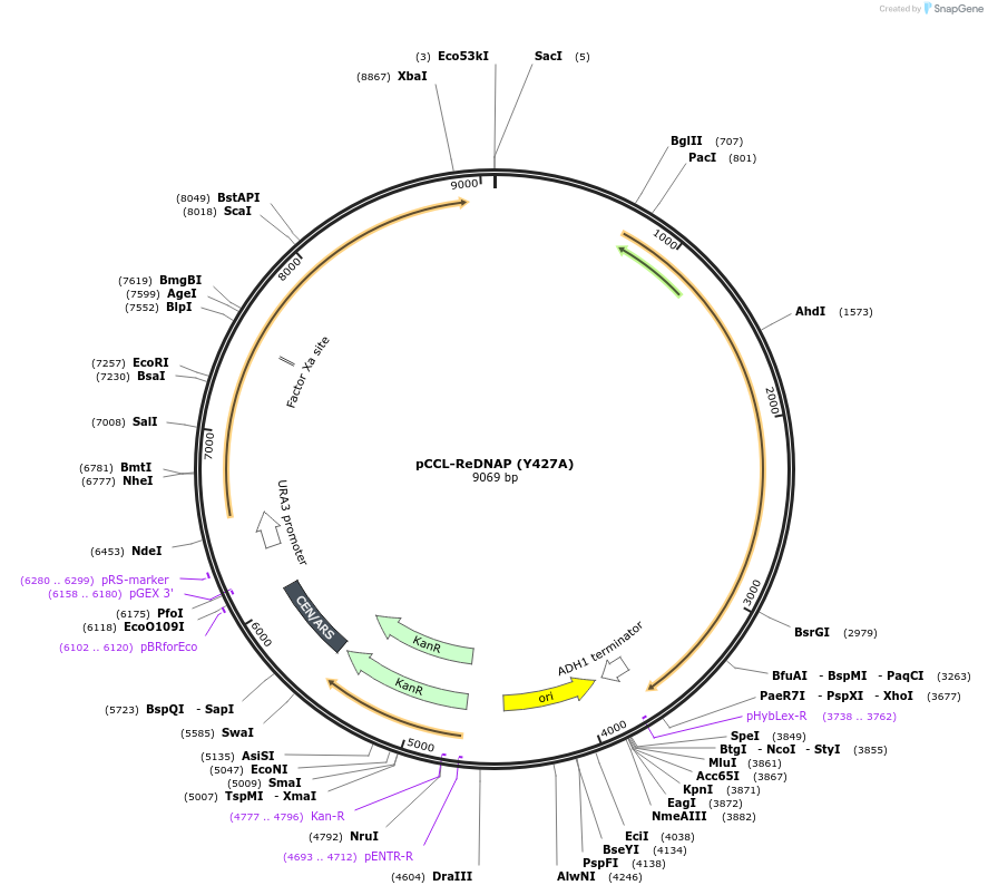 52346-plasmid-map-sequence-id-82748
