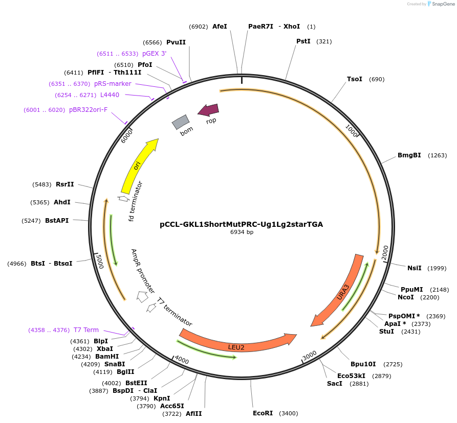 52347-plasmid-map-sequence-id-82749