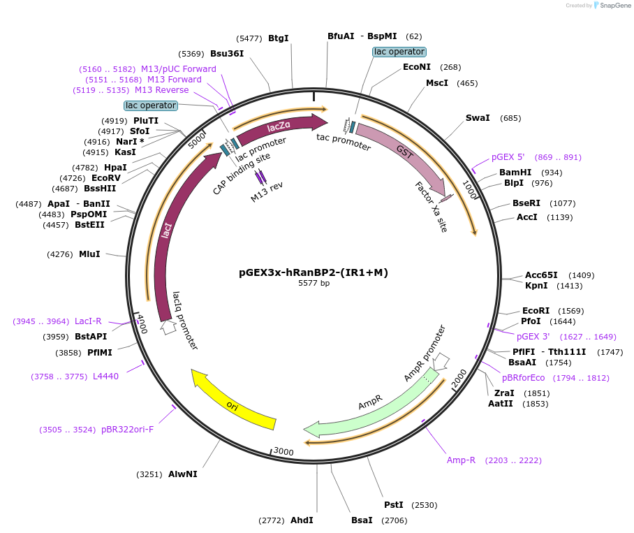 53140-plasmid-map-sequence-id-82751