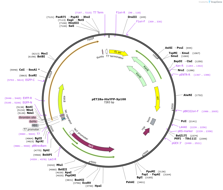 53141-plasmid-map-sequence-id-82752