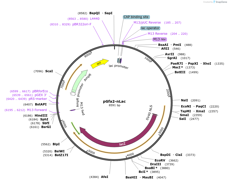53126-plasmid-map-sequence-id-82755