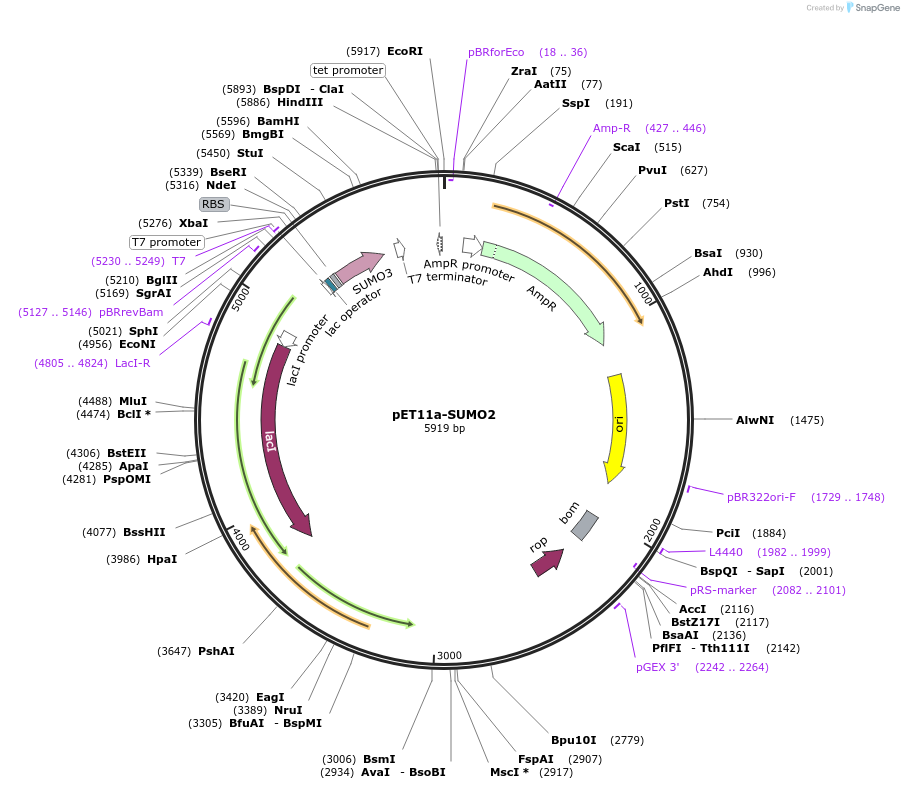 53142-plasmid-map-sequence-id-82757