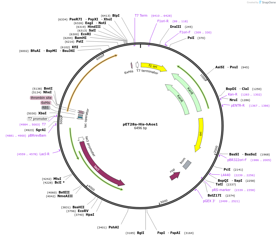 53135-plasmid-map-sequence-id-82763