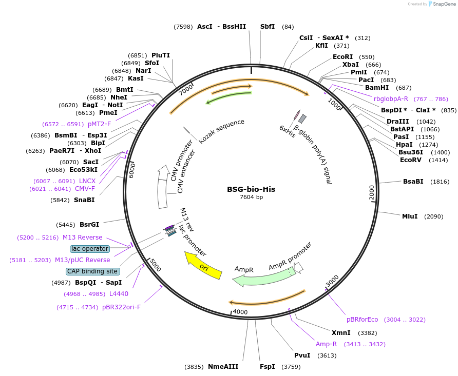 53146-plasmid-map-sequence-id-82770