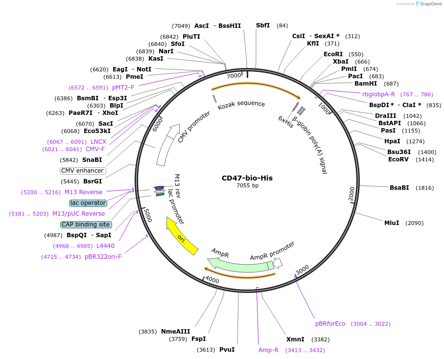 53150-plasmid-map-sequence-id-82772