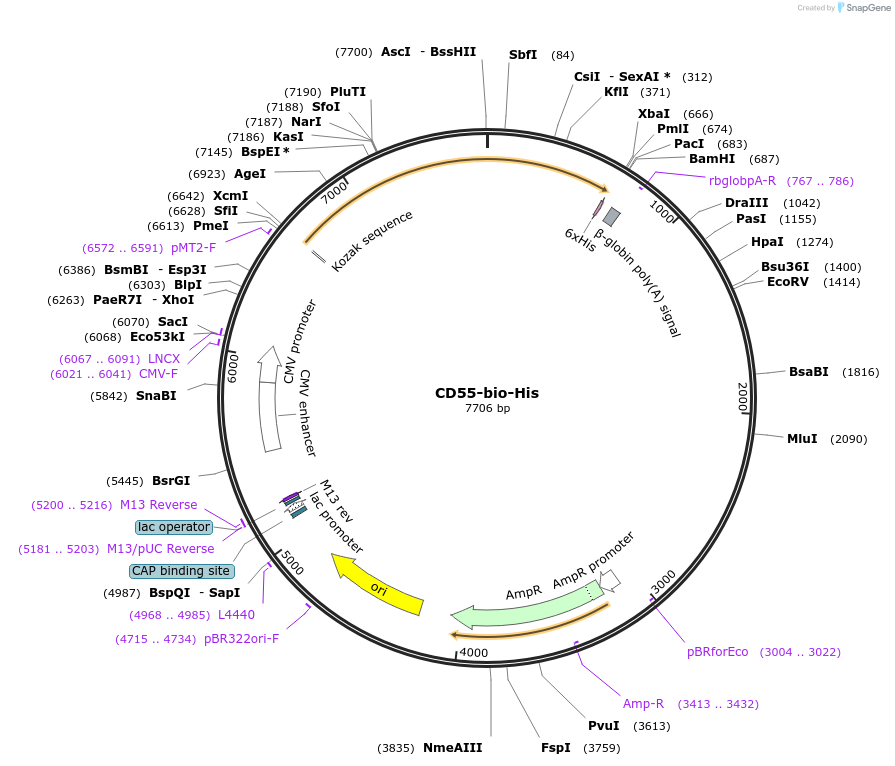 53152-plasmid-map-sequence-id-82774