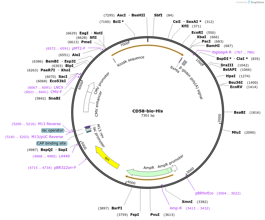 53153-plasmid-map-sequence-id-82776