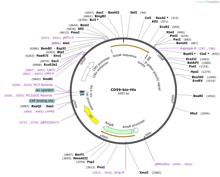 53154-plasmid-map-sequence-id-82778