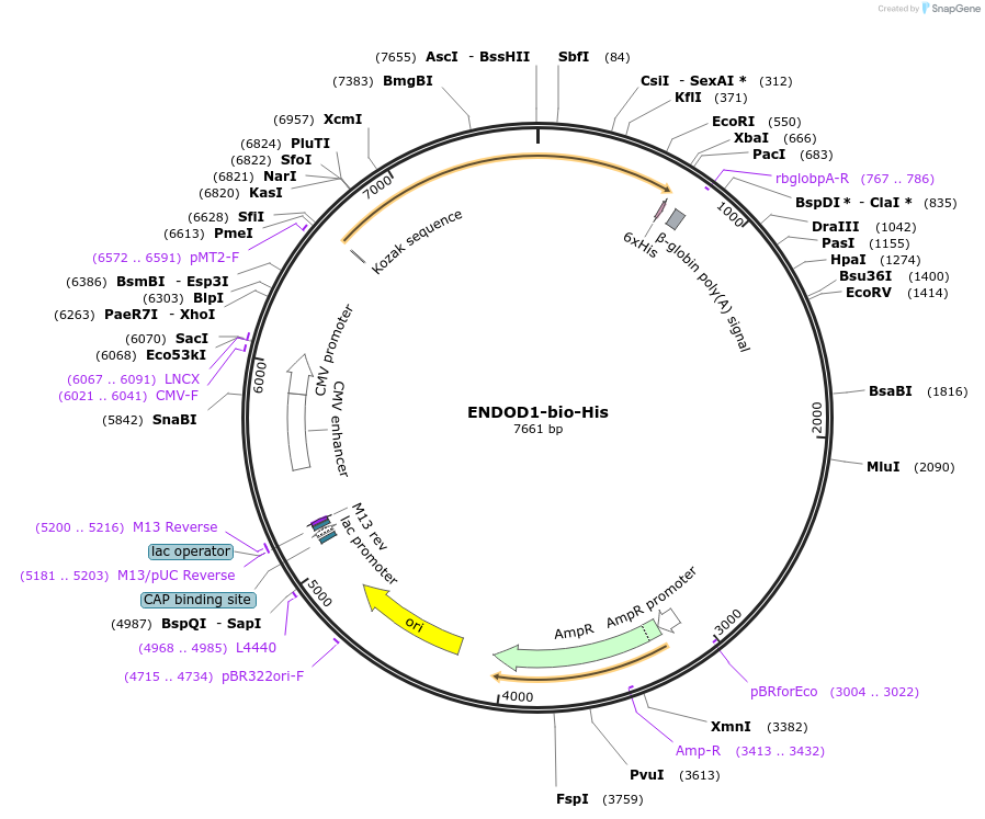 53155-plasmid-map-sequence-id-82782