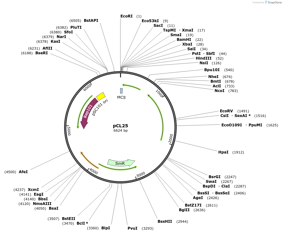 15456-plasmid-map-sequence-id-8295