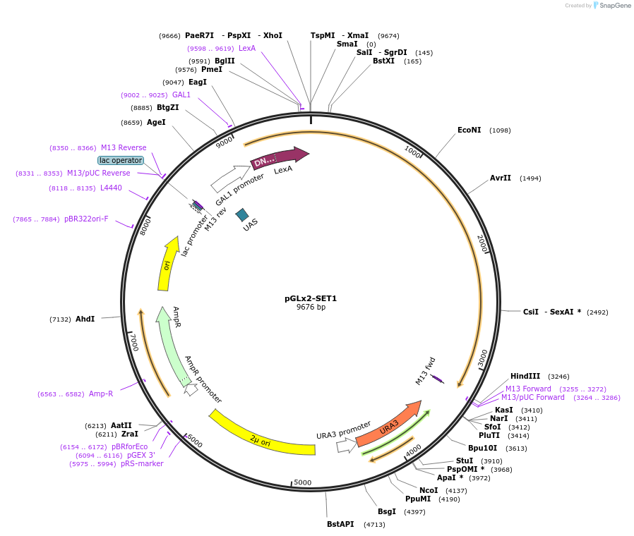 53256-plasmid-map-sequence-id-82966