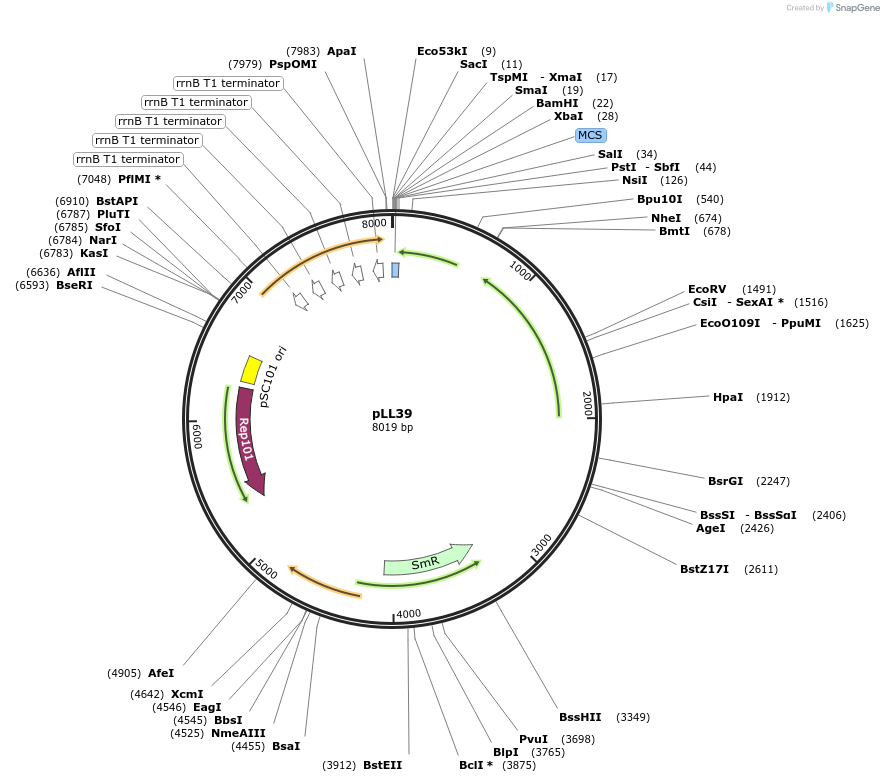 15458-plasmid-map-sequence-id-8297