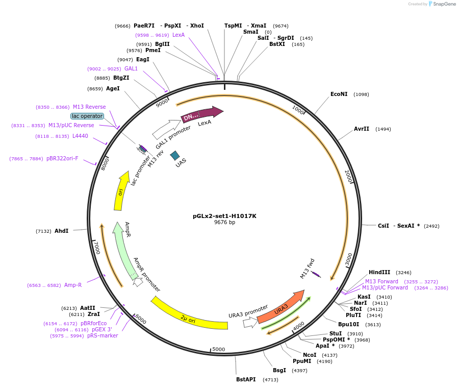 53258-plasmid-map-sequence-id-82972