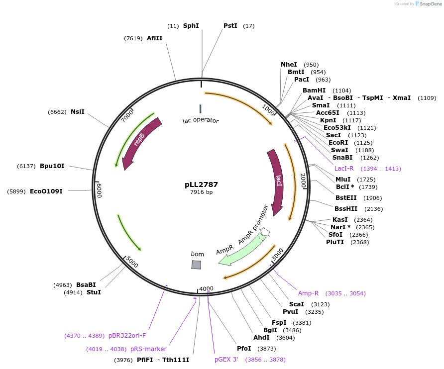 15460-plasmid-map-sequence-id-8298