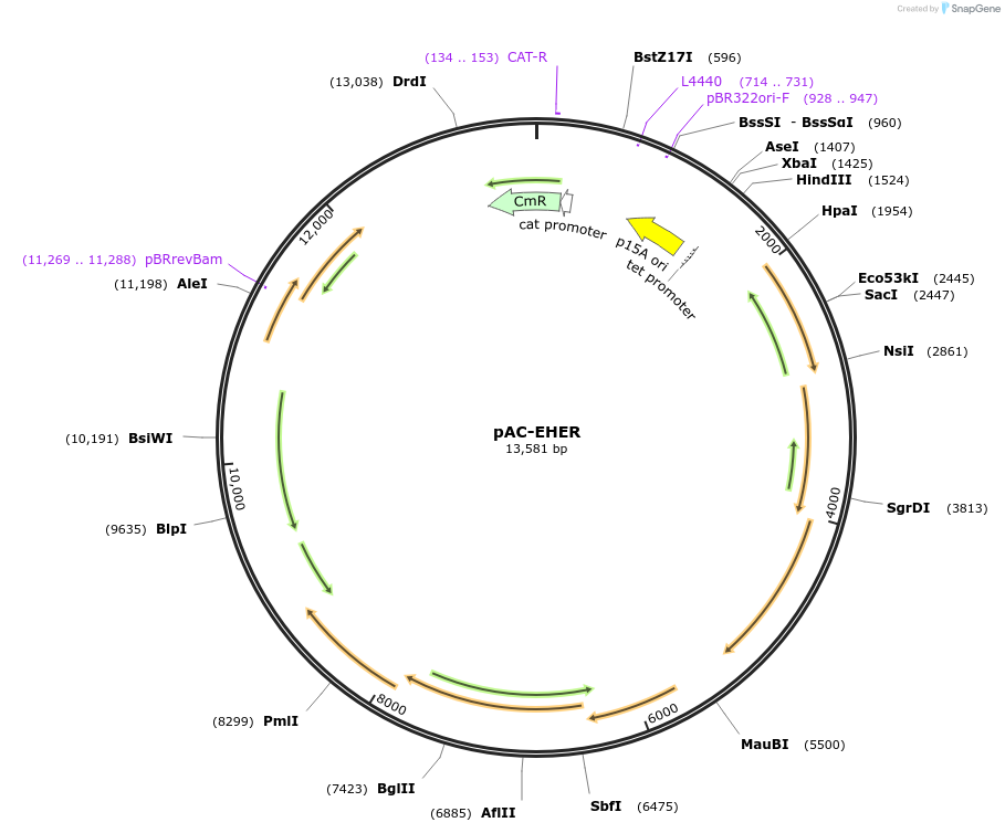 53262-plasmid-map-sequence-id-82988