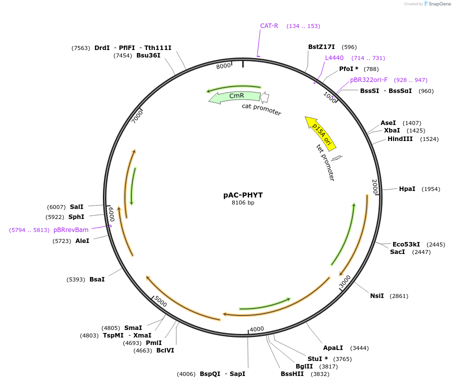 53300-plasmid-map-sequence-id-82989