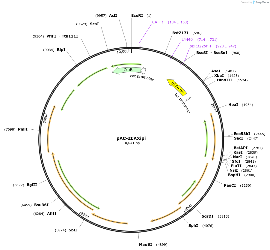 53287-plasmid-map-sequence-id-82991