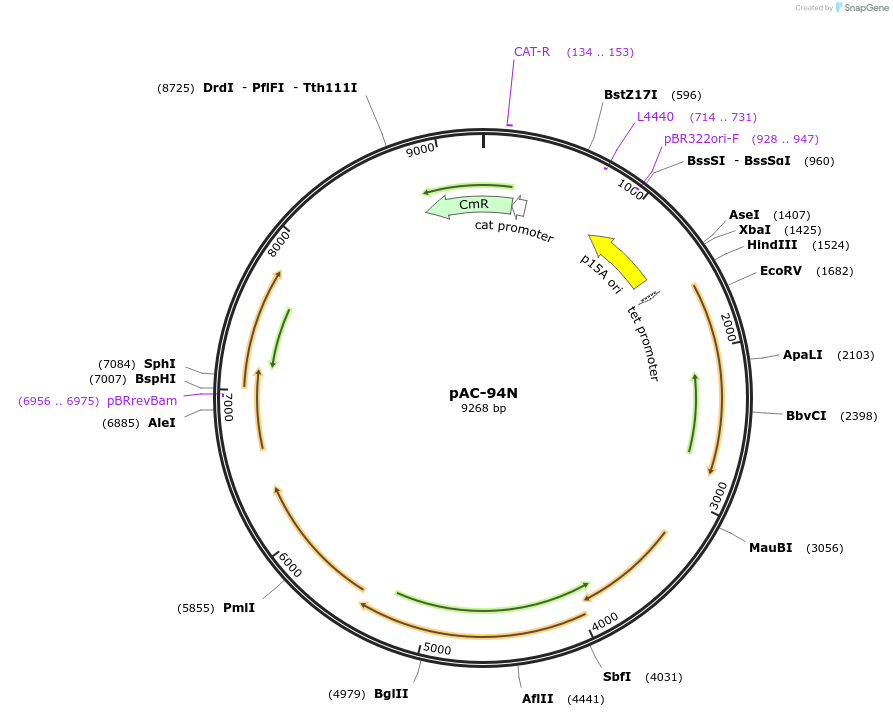 53281-plasmid-map-sequence-id-82992