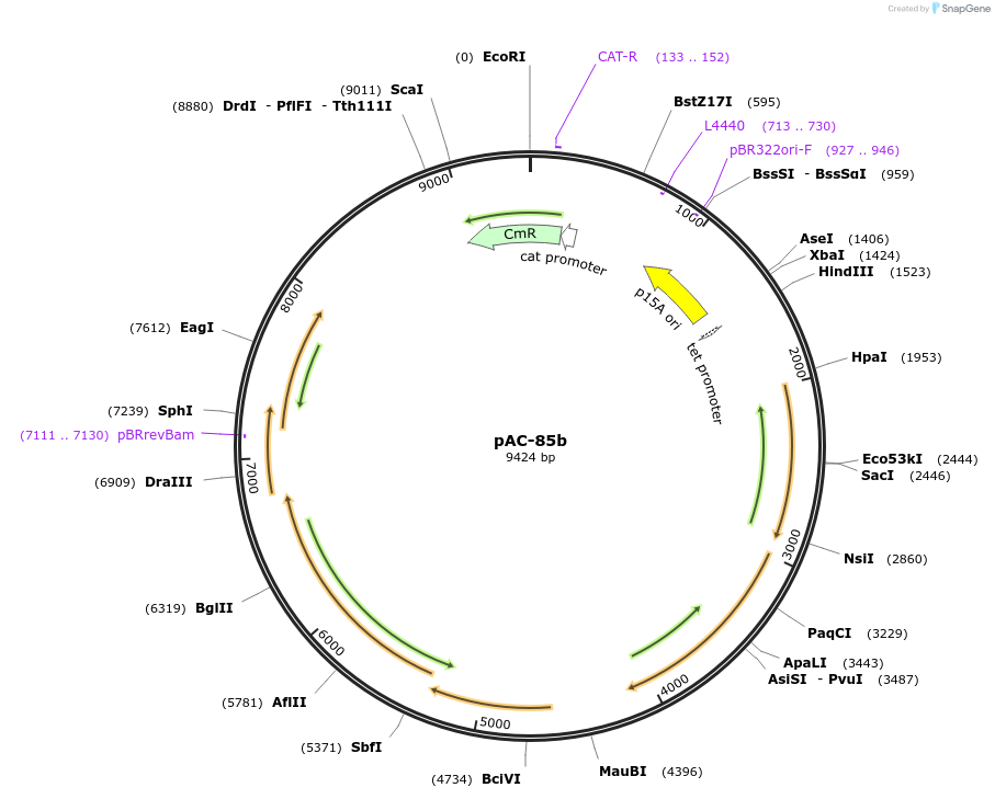 53282-plasmid-map-sequence-id-82995