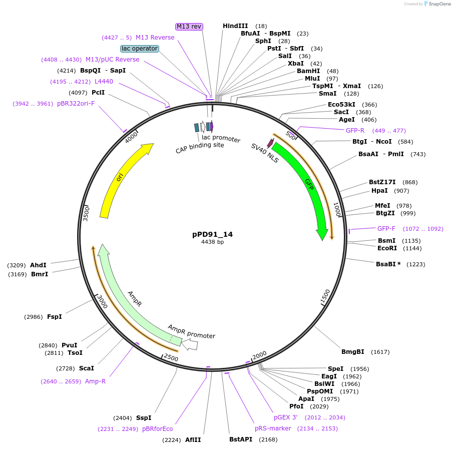 1472-plasmid-map-sequence-id-83