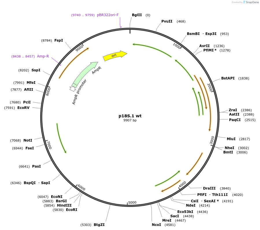 51727-plasmid-map-sequence-id-83020