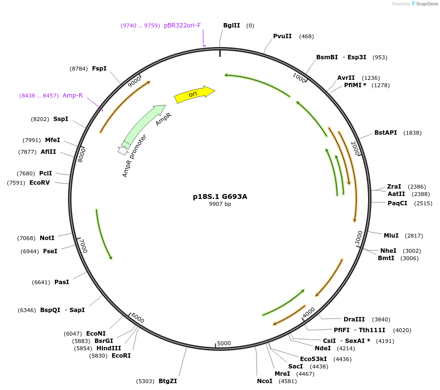 51728-plasmid-map-sequence-id-83023