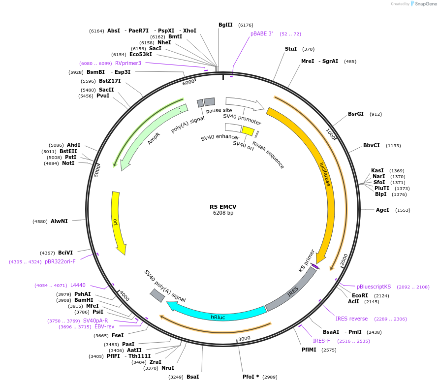 51733-plasmid-map-sequence-id-83025