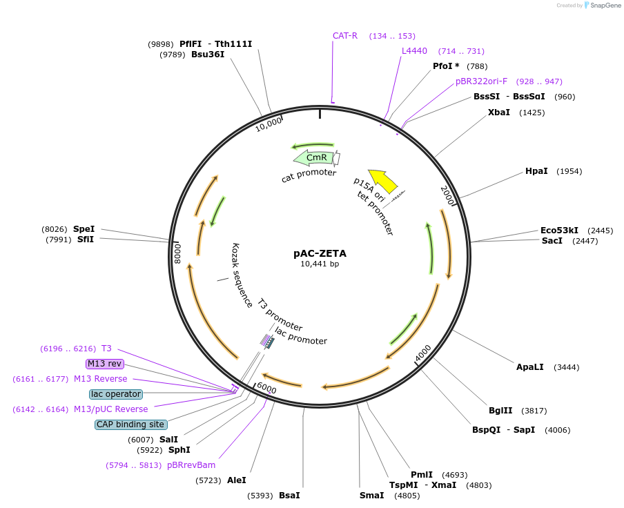 53316-plasmid-map-sequence-id-83035
