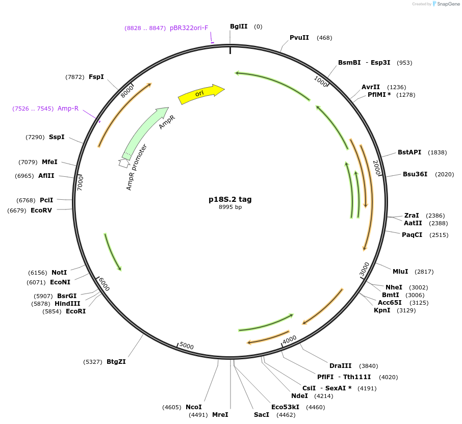 51731-plasmid-map-sequence-id-83037