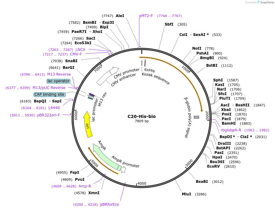 52327-plasmid-map-sequence-id-83058