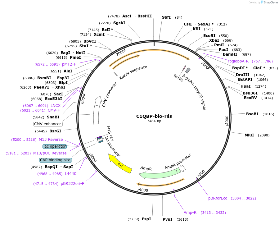 53330-plasmid-map-sequence-id-83060