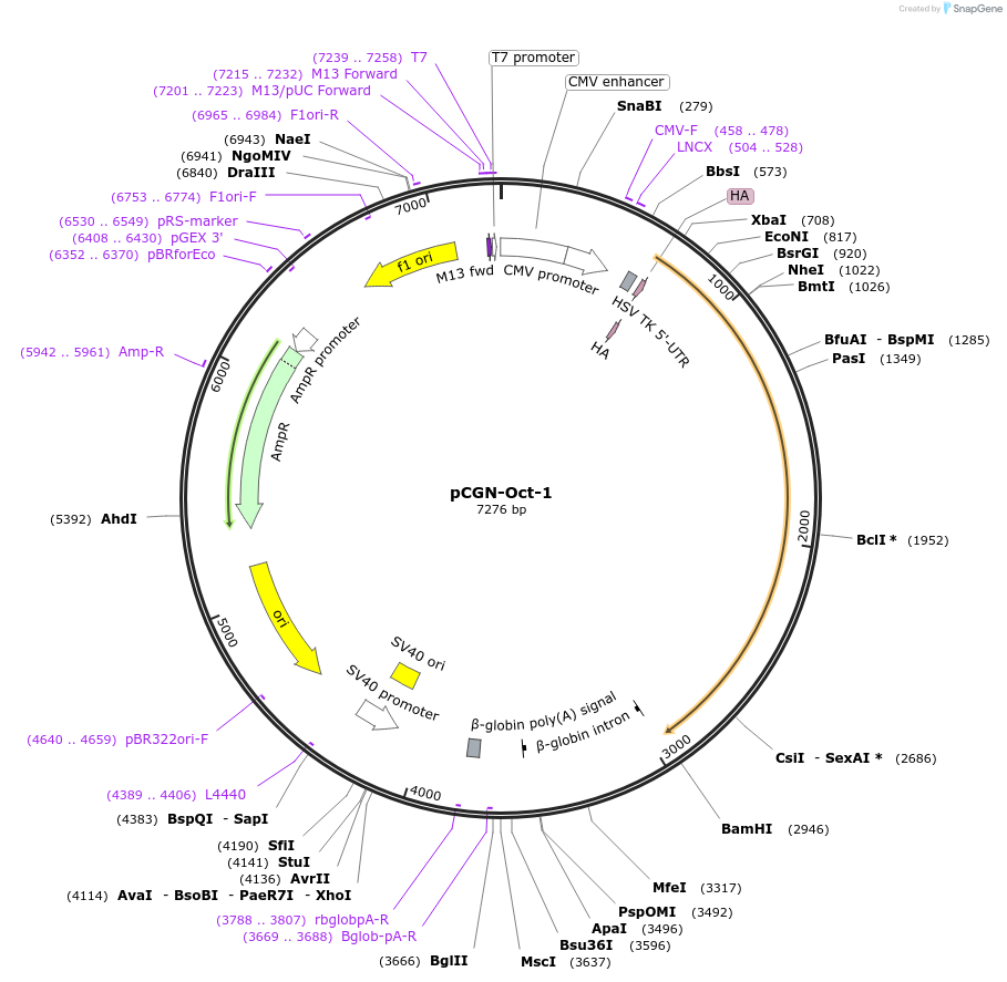 53308-plasmid-map-sequence-id-83061