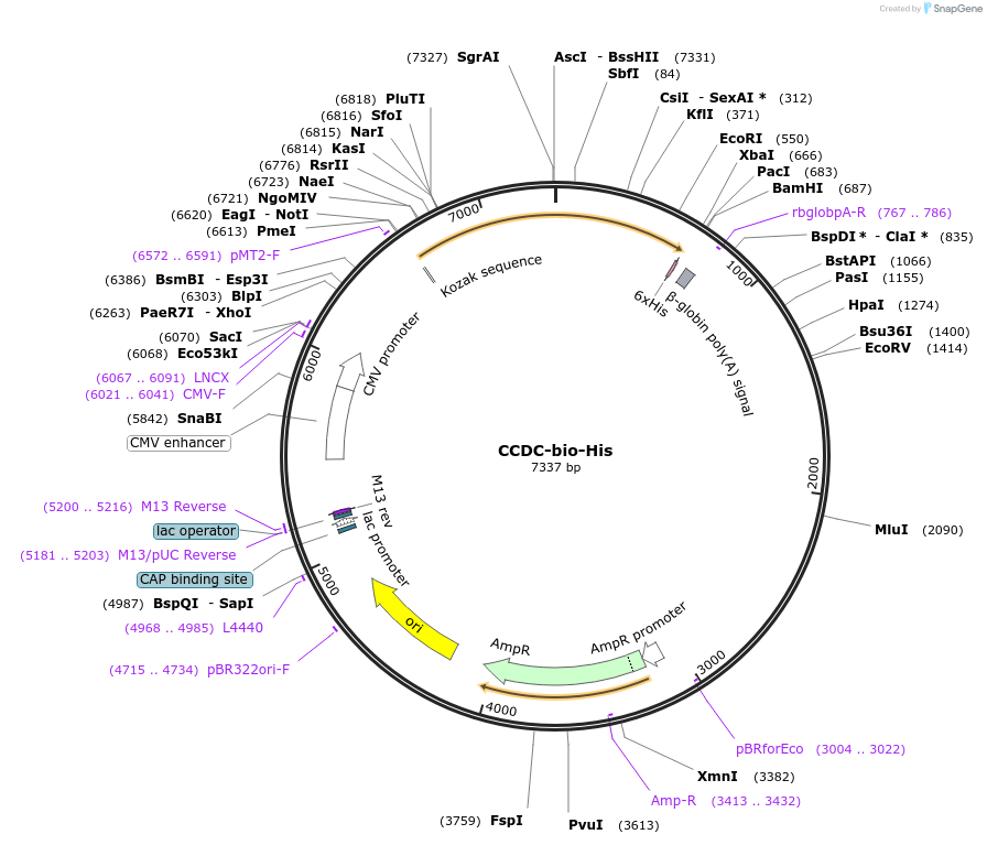 53331-plasmid-map-sequence-id-83062