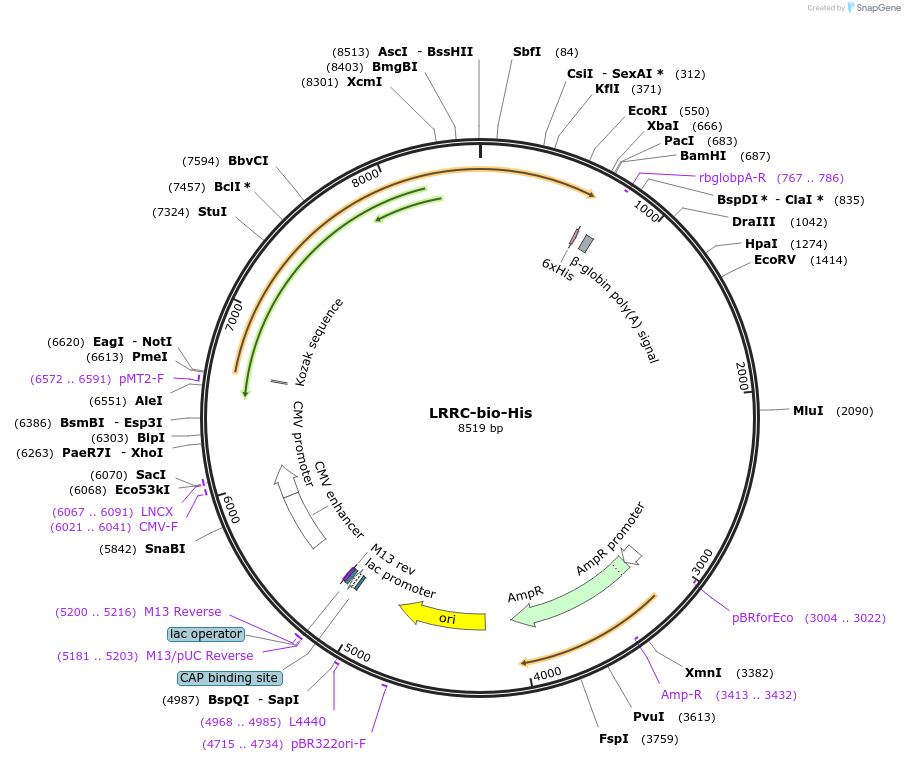 53333-plasmid-map-sequence-id-83064