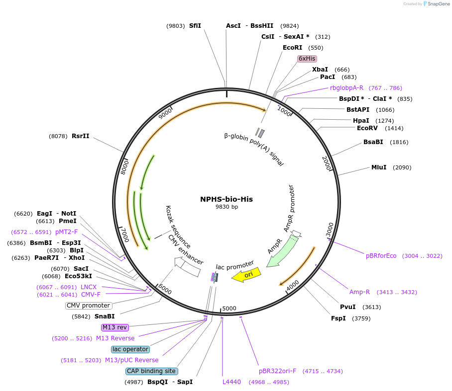 53334-plasmid-map-sequence-id-83065