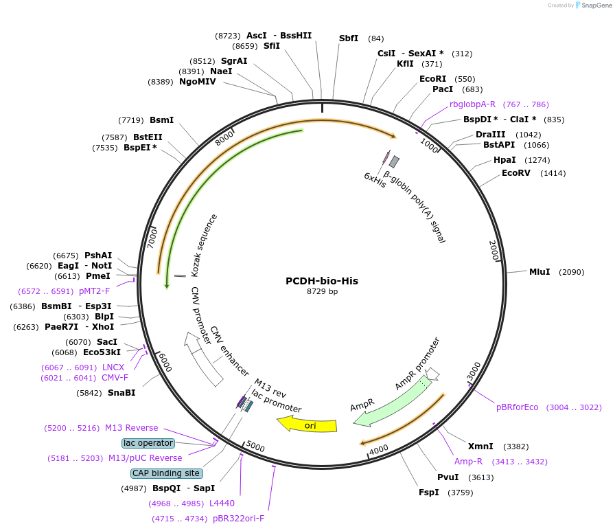 53336-plasmid-map-sequence-id-83066