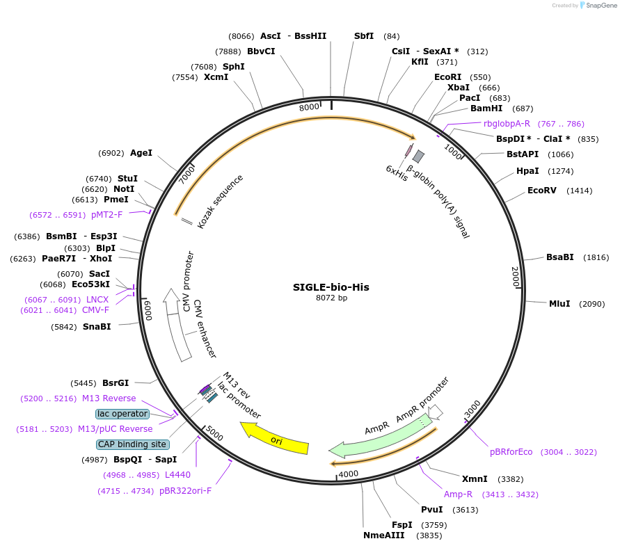 53337-plasmid-map-sequence-id-83067
