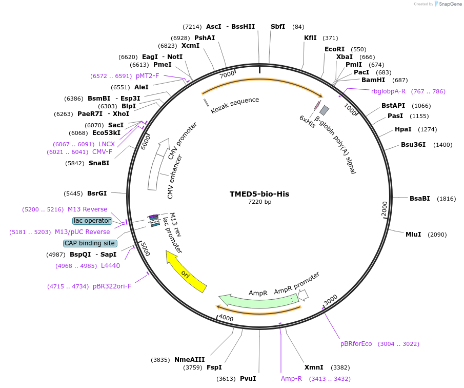 53338-plasmid-map-sequence-id-83068