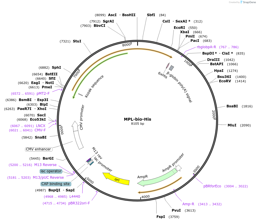 53339-plasmid-map-sequence-id-83069