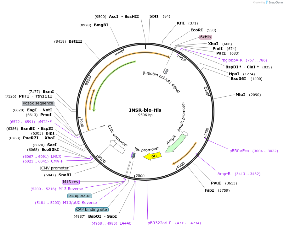 53341-plasmid-map-sequence-id-83071