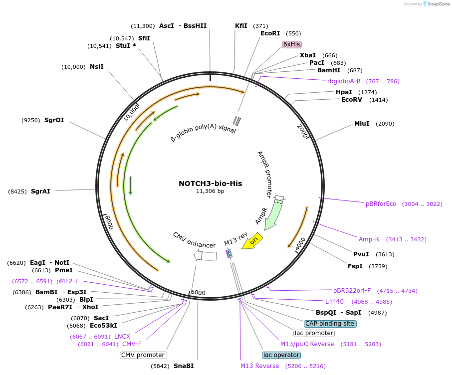 53343-plasmid-map-sequence-id-83073