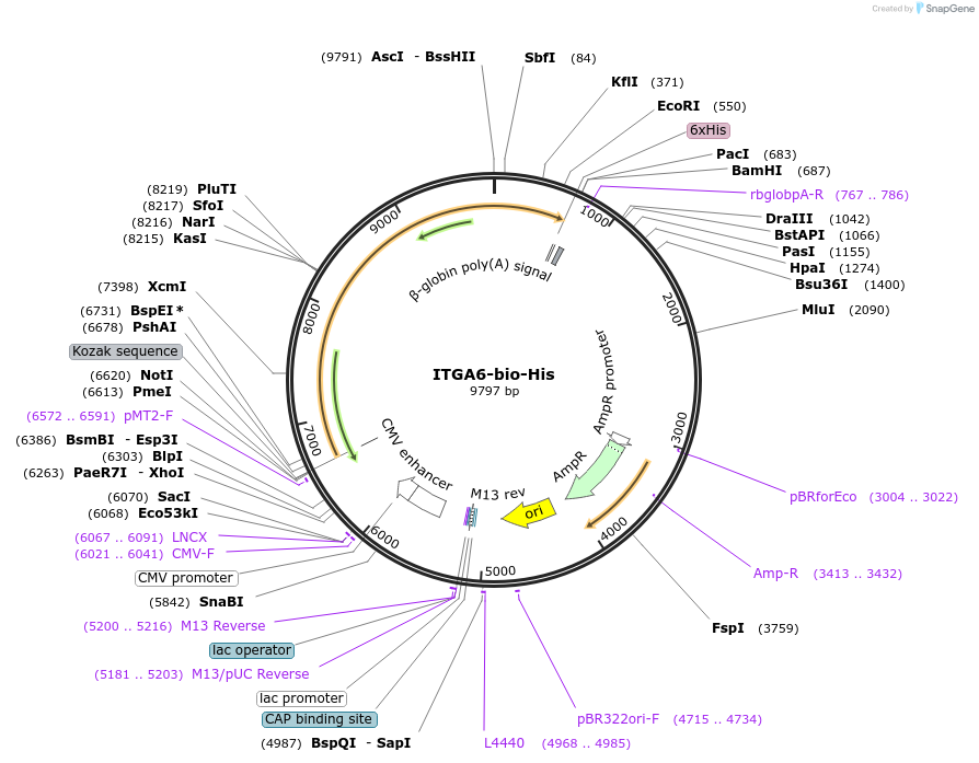 53352-plasmid-map-sequence-id-83075