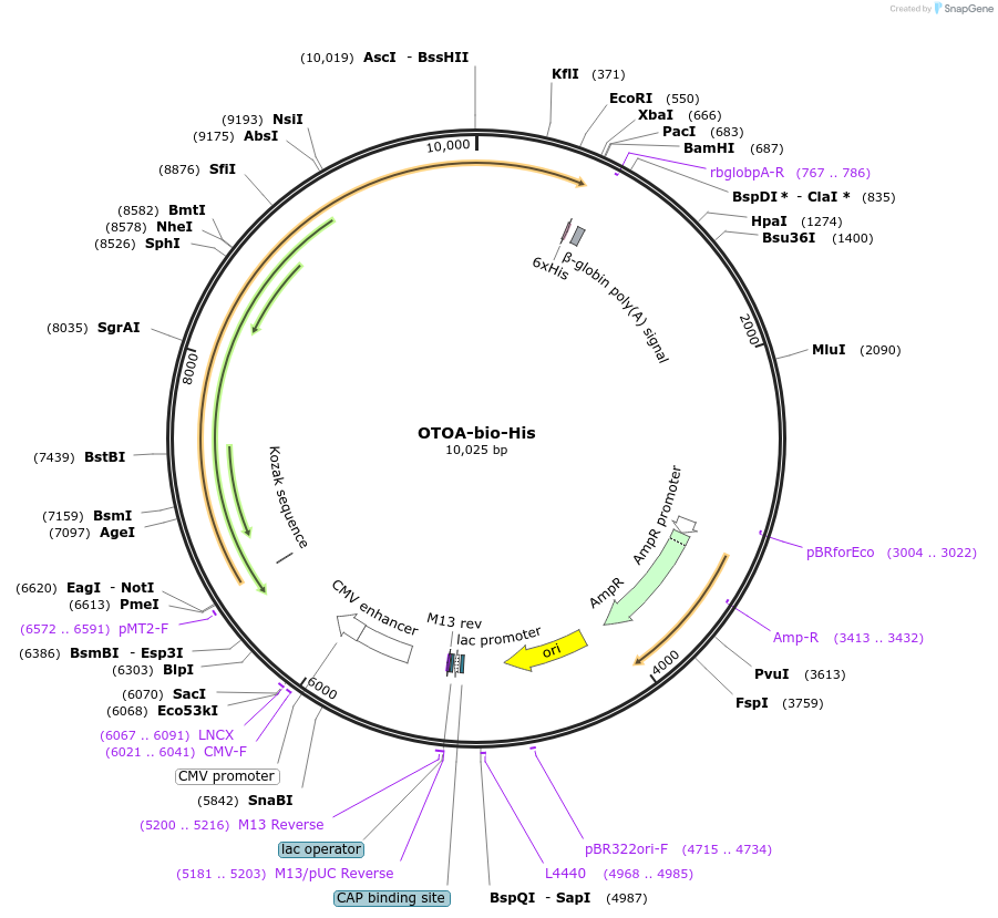 53356-plasmid-map-sequence-id-83077