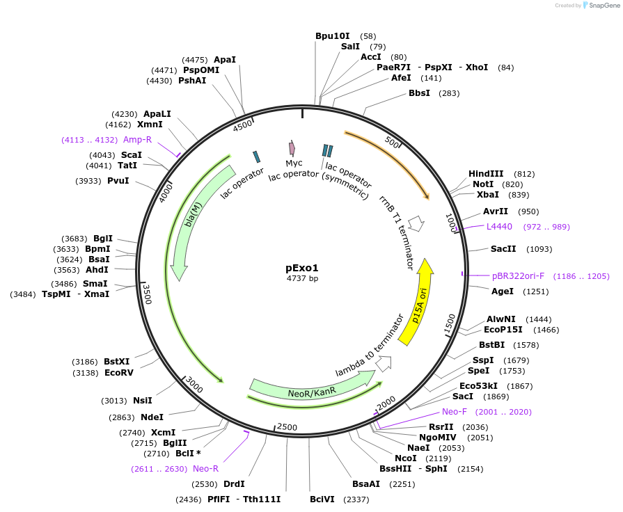 53357-plasmid-map-sequence-id-83079