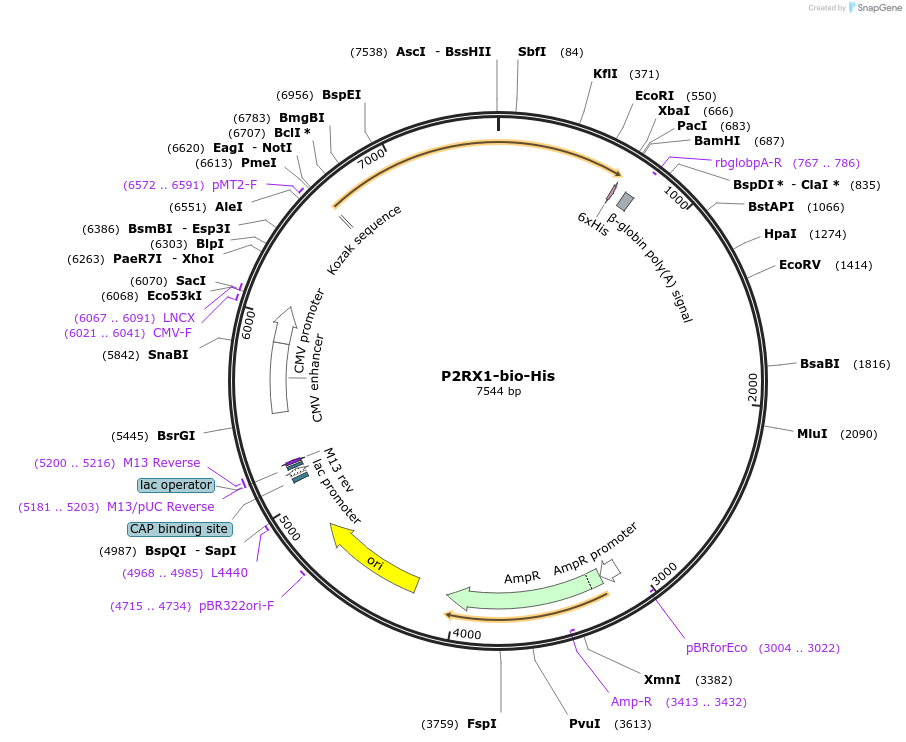 53359-plasmid-map-sequence-id-83082