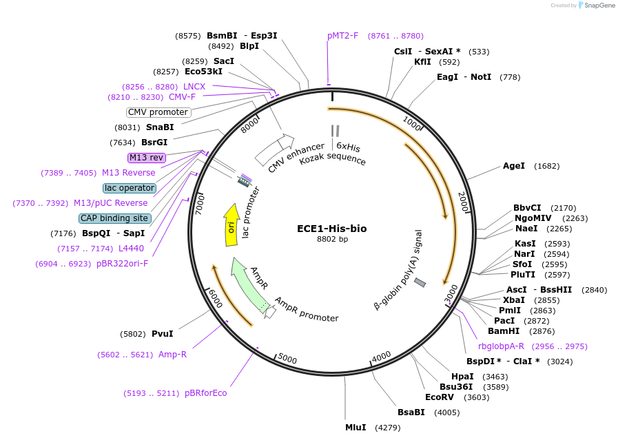 53361-plasmid-map-sequence-id-83086