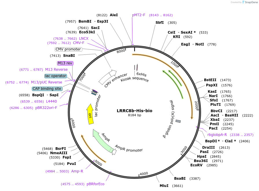53362-plasmid-map-sequence-id-83089
