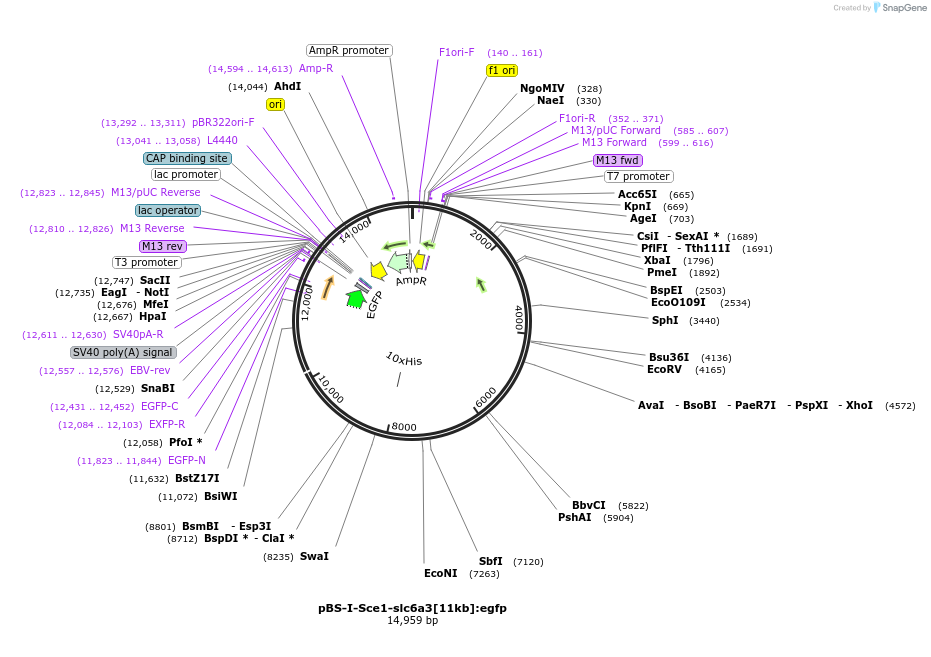 53240-plasmid-map-sequence-id-83094