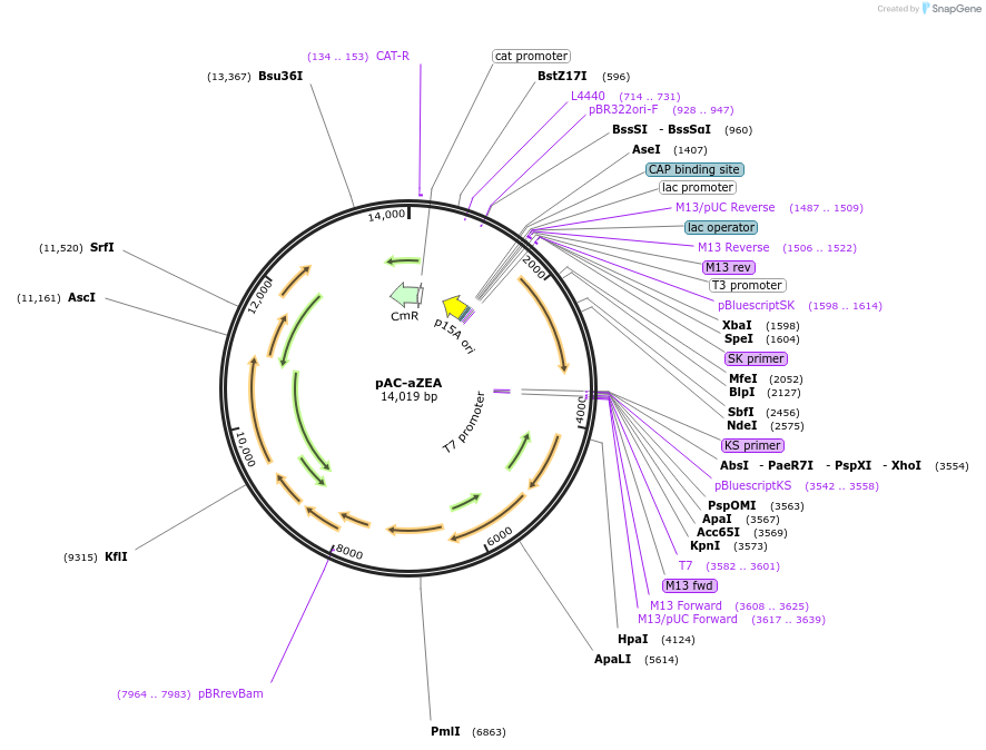 53286-plasmid-map-sequence-id-83099
